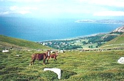 Ponies and Great Orme